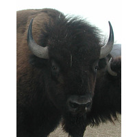 Stonehaven Bison Ranch
